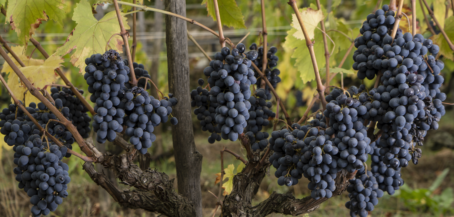 Immagine di Open Tasting: Bibi Graetz - Arvino Lugano