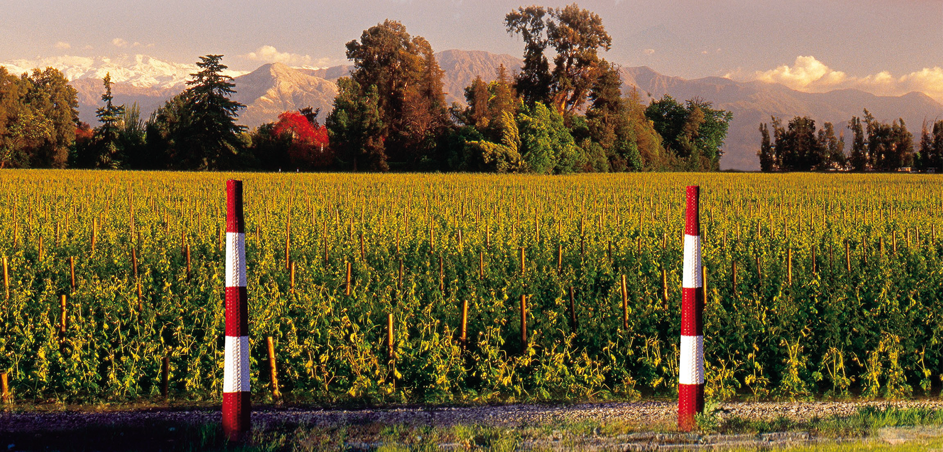 Picture of Open Tasting: Chadwick - Arvino Zurich